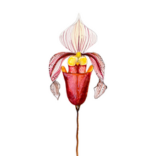 Load image into Gallery viewer, Orchid Cards