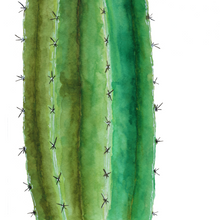 Load image into Gallery viewer, Cactus Cards