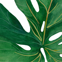 Load image into Gallery viewer, Monstera Leaf Cards