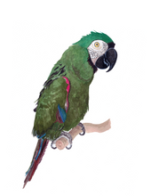 Load image into Gallery viewer, Watercolor Pet Portrait