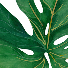 Load image into Gallery viewer, Monstera Leaf Cards
