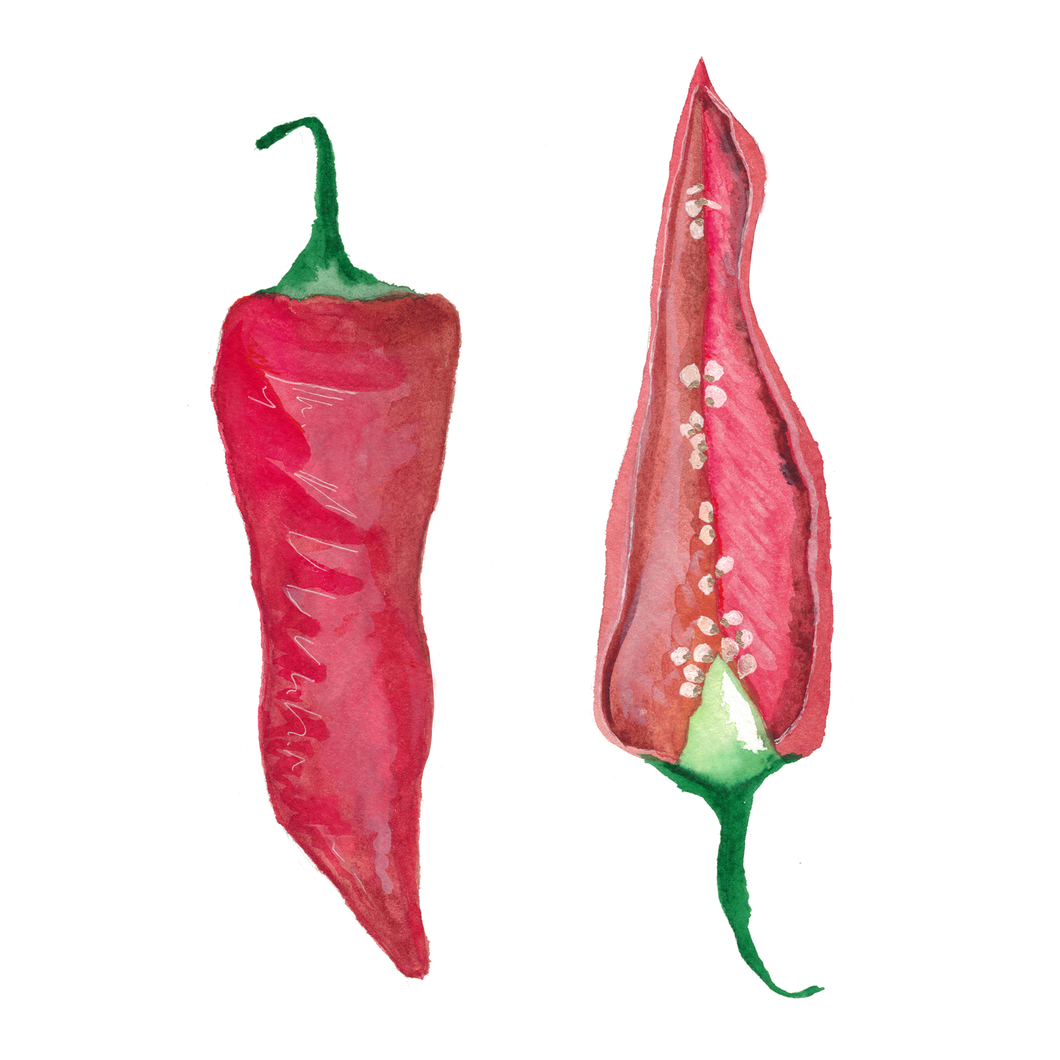 Chilli Pepper Watercolor