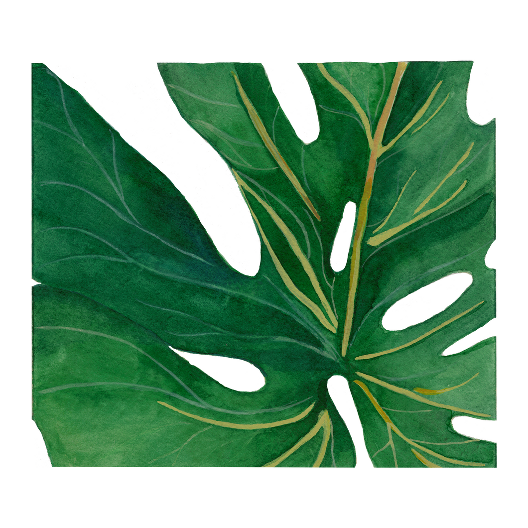 Monstera