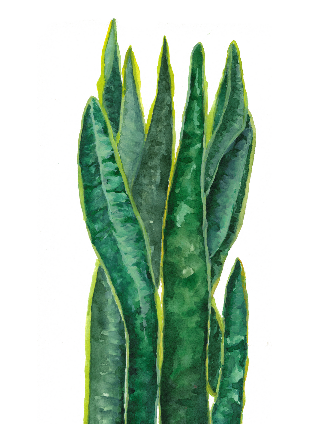 Watercolor Snake Plant